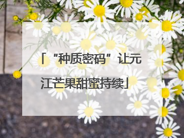 “种质密码”让元江芒果甜蜜持续