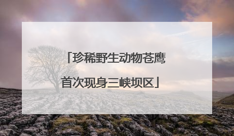 珍稀野生动物苍鹰首次现身三峡坝区