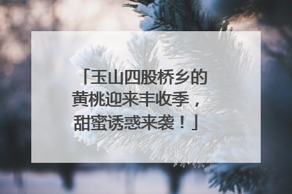 玉山四股桥乡的黄桃迎来丰收季，甜蜜诱惑来袭！