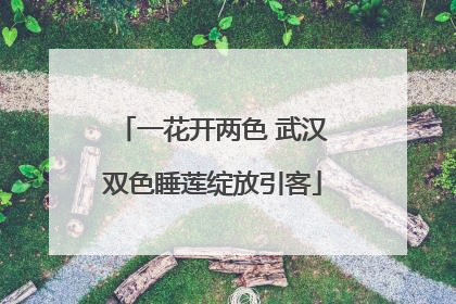 一花开两色 武汉双色睡莲绽放引客