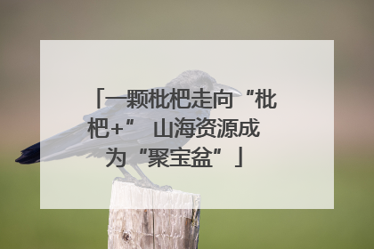 一颗枇杷走向“枇杷+” 山海资源成为“聚宝盆”