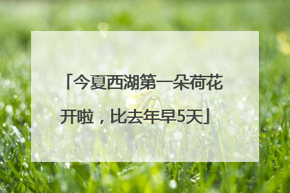 今夏西湖第一朵荷花开啦，比去年早5天