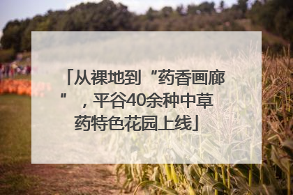 从裸地到“药香画廊”，平谷40余种中草药特色花园上线