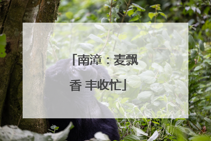 南漳：麦飘香 丰收忙