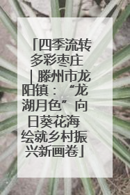 四季流转 多彩枣庄｜滕州市龙阳镇：“龙湖月色”向日葵花海 绘就乡村振兴新画卷