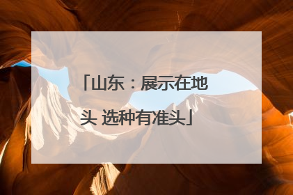 山东：展示在地头 选种有准头