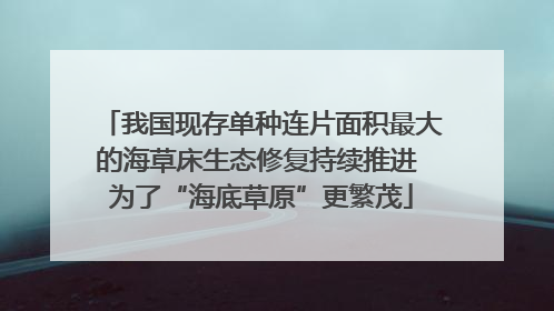 我国现存单种连片面积最大的海草床生态修复持续推进 为了“海底草原”更繁茂