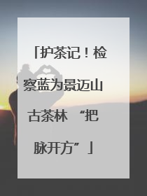 护茶记！检察蓝为景迈山古茶林 “把脉开方”