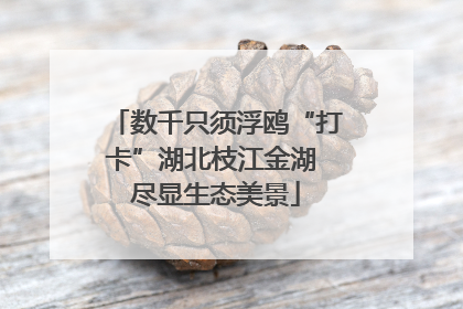数千只须浮鸥“打卡”湖北枝江金湖 尽显生态美景