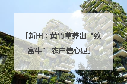 新田：黄竹草养出“致富牛” 农户信心足