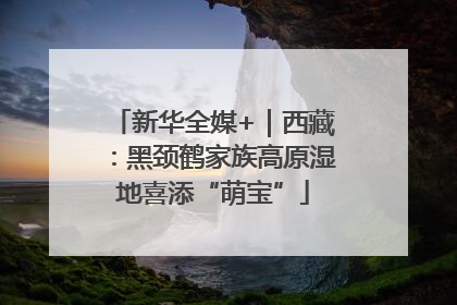 新华全媒+｜西藏：黑颈鹤家族高原湿地喜添“萌宝”