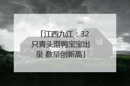 江西九江：32只青头潜鸭宝宝出巢 数量创新高