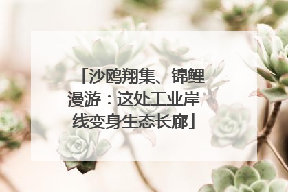 沙鸥翔集、锦鲤漫游：这处工业岸线变身生态长廊