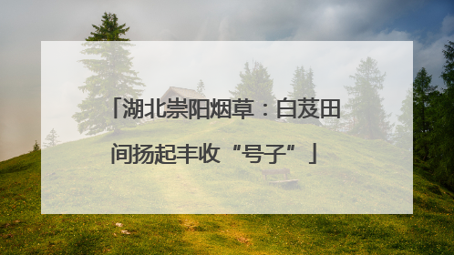 湖北崇阳烟草：白芨田间扬起丰收“号子”