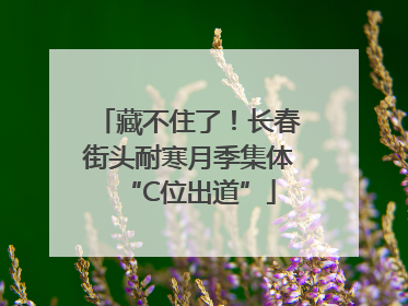 藏不住了！长春街头耐寒月季集体“C位出道”