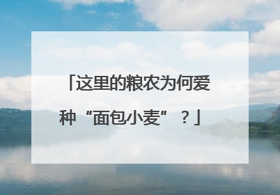 这里的粮农为何爱种“面包小麦”？