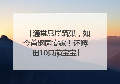 通常悬崖筑巢，如今首钢园安家！还孵出10只萌宝宝