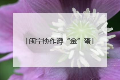 闽宁协作孵“金”蛋