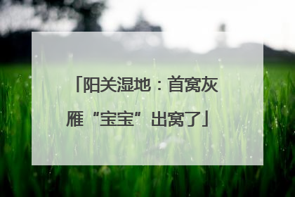 阳关湿地：首窝灰雁“宝宝”出窝了