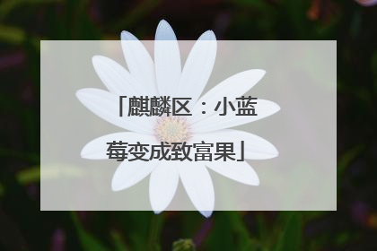 麒麟区：小蓝莓变成致富果