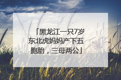 黑龙江一只7岁东北虎妈妈产下五胞胎，三母两公