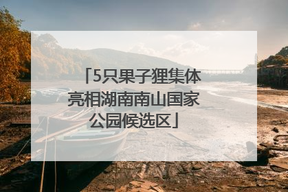 5只果子狸集体亮相湖南南山国家公园候选区